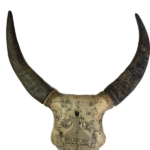 Sumba Water Buffalo Skull