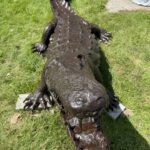 Huge Life Size Adult Alligator Brass Sculpture