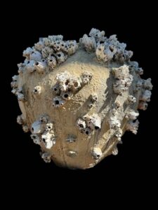 Sea Barnacle & Sponge Urn Vessel