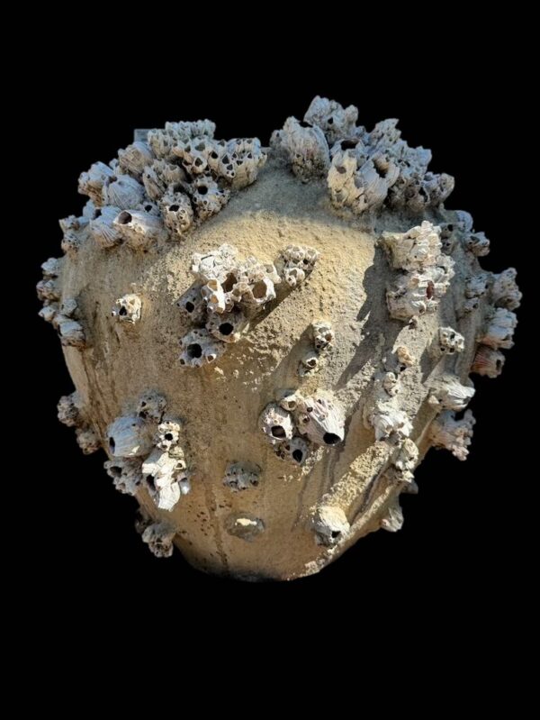 Sea Barnacle & Sponge Urn Vessel - Image 1