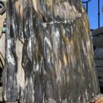 Petrified Fossil Wood Dark Brown