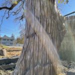 Petrified Fossil Wood Tea Color