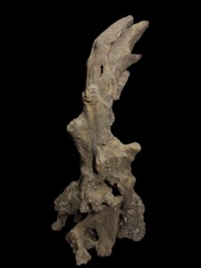 Hand-Carved Buddha Face From Ancient Wood Root - Image 5